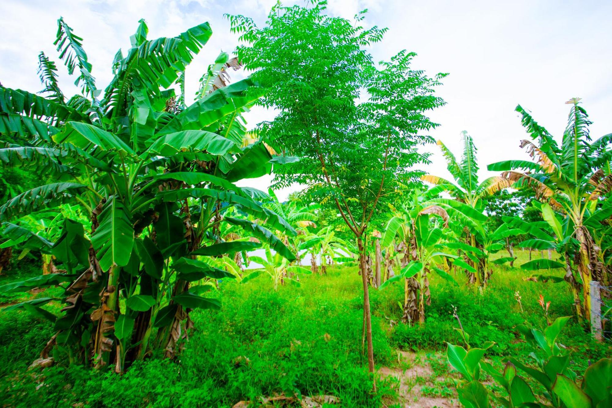 Phong Nha A Little Leaf Homestay Εξωτερικό φωτογραφία