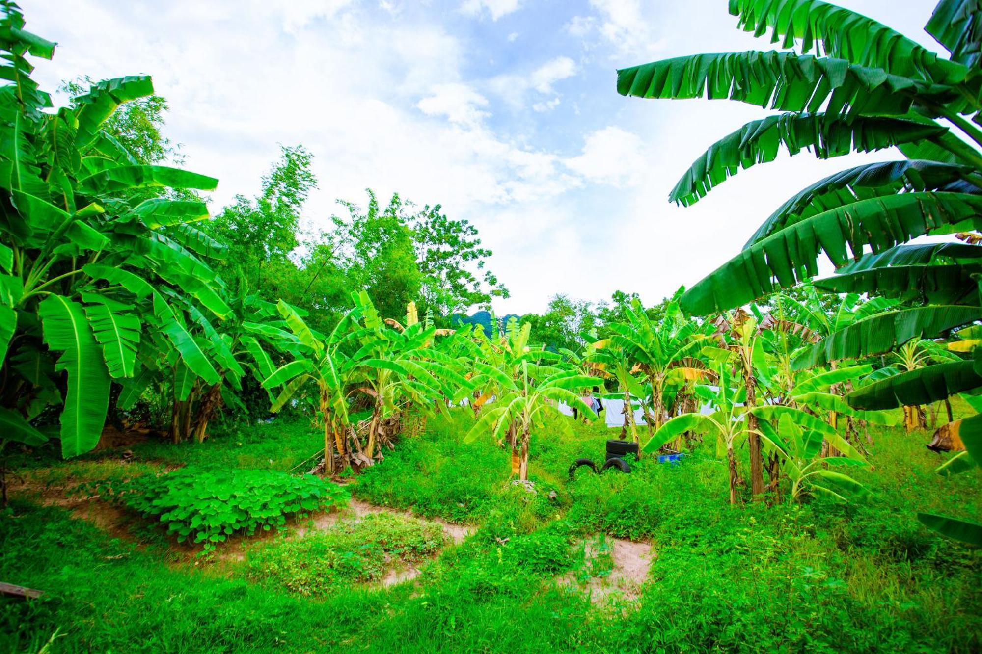 Phong Nha A Little Leaf Homestay Εξωτερικό φωτογραφία
